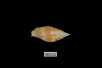 藏品(筆螺)的圖片